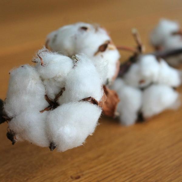 Fresh Cotton 8 oz Tin Candle-Home & Garden-Anna Kaytes Boutique-Anna Kaytes Boutique, Women's Fashion Boutique in Grinnell, Iowa